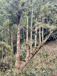 杉林溪：近山近花靜心