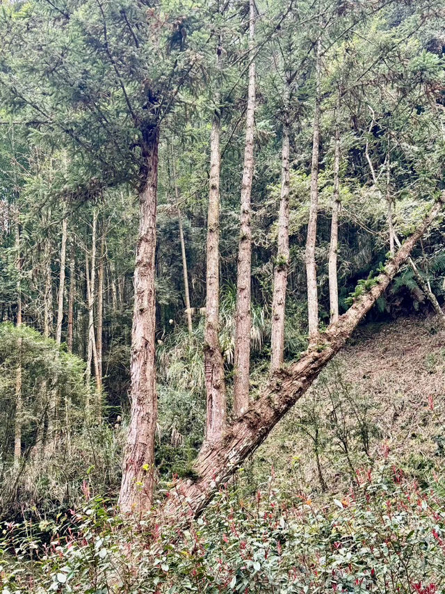 杉林溪：近山近花靜心