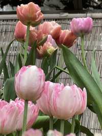 京都|京都賞櫻秘境府立植物園 130種櫻花交織春日美好
