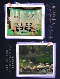 快來澳門公園免費睇熊貓