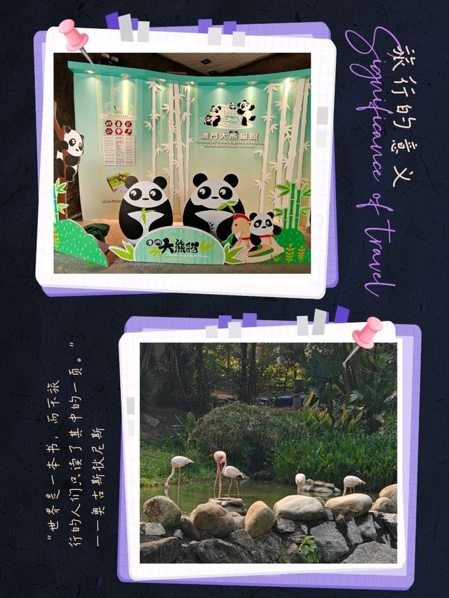 快來澳門公園免費睇熊貓