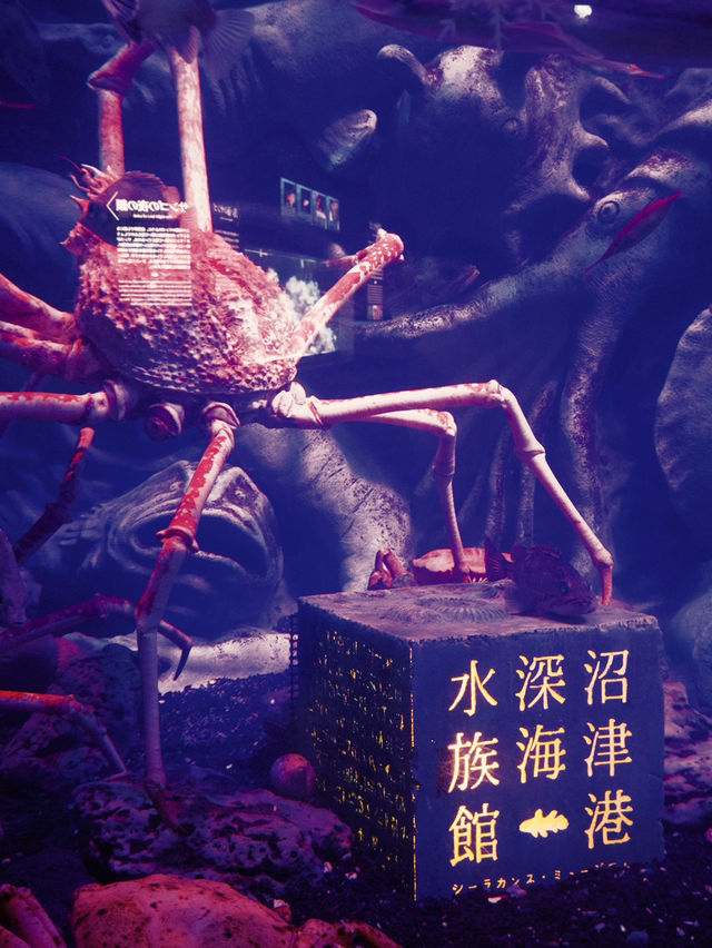 沼津港深海水族館：探索神秘深海世界的奇幻之旅！🐠#東京近郊
