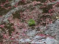 宜蘭櫻緣青邨及松羅國家步道輕鬆遊