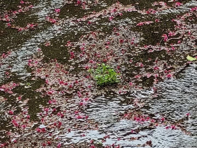 宜蘭櫻緣青邨及松羅國家步道輕鬆遊