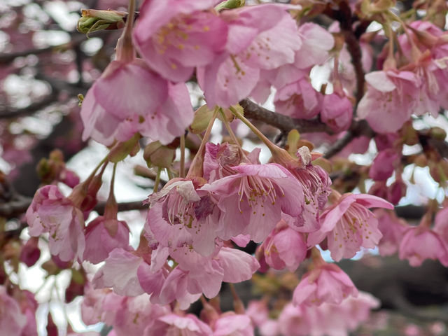 Kawazu Zakura จุดชมซากุระสีชมพูที่บานก่อนใคร