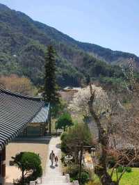 고즈넉한 산사, 구례 천은사 🏯🌿