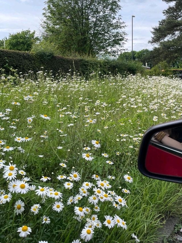 A bouquet of Spring 🌼