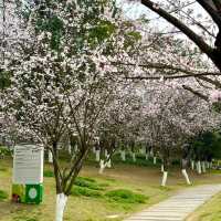 觀山湖公園•櫻花奇華