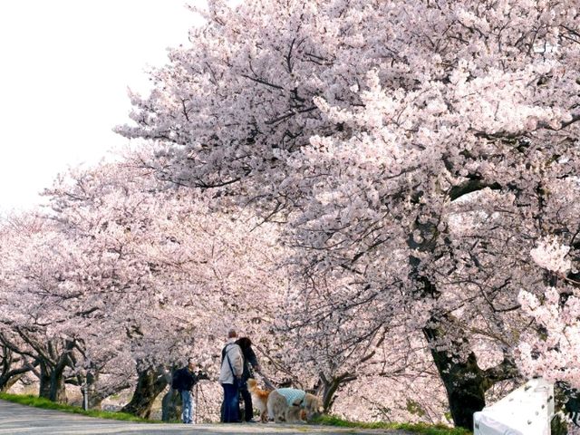【富山県】立山連峰と春の風物詩「あさひ舟川　春の四重奏」