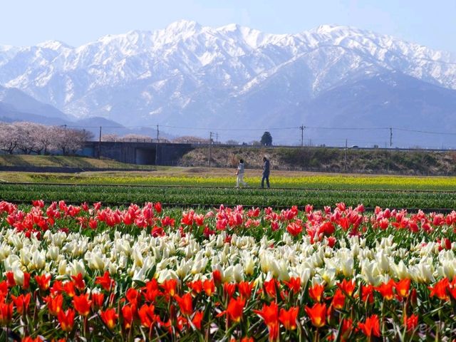 【富山県】立山連峰と春の風物詩「あさひ舟川　春の四重奏」