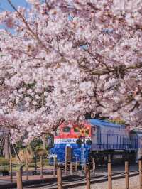 Most Beautiful Cherry Blossom spot at Jinhae