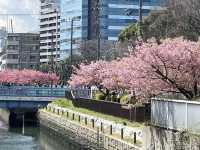 ชมซากุระ @Kiba Park, Tokyo