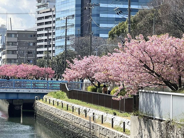 ชมซากุระ @Kiba Park, Tokyo