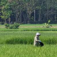ท่องเที่ยวเชิงเกษตร : ข้าวจาปอนิกา 🌾