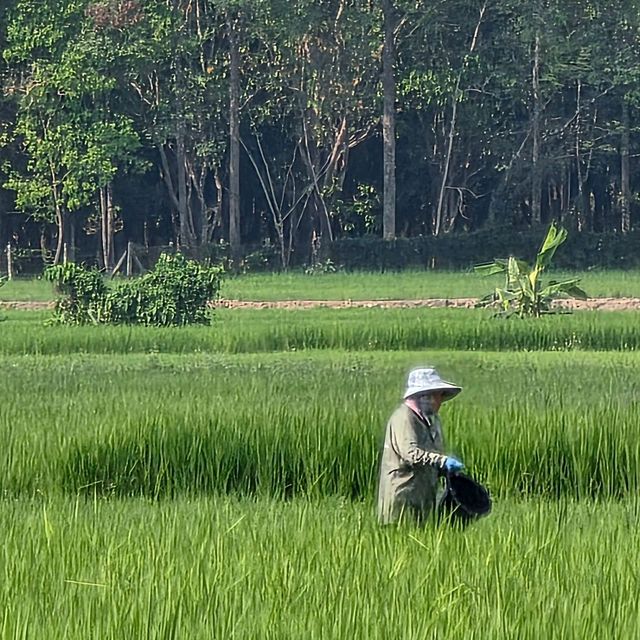 ท่องเที่ยวเชิงเกษตร : ข้าวจาปอนิกา 🌾