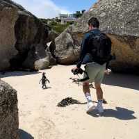 แพลนเดินทางสู่ Boulder beach แอฟริกาใต้