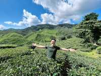 “Explore Cameron Valley Tea This Spring”