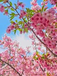 Chasing Sakura at Kawazu-zakura 