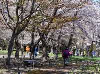 Chasing Sakura at Kyoto Maruyama Park