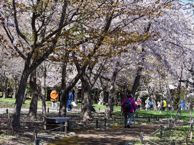 Chasing Sakura at Kyoto Maruyama Park