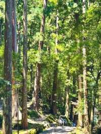 🍃 熊野古道 | 心を浄化する癒しの旅 🧘‍♀️✨