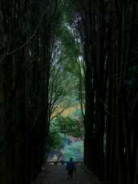 Longyi Botanical Garden