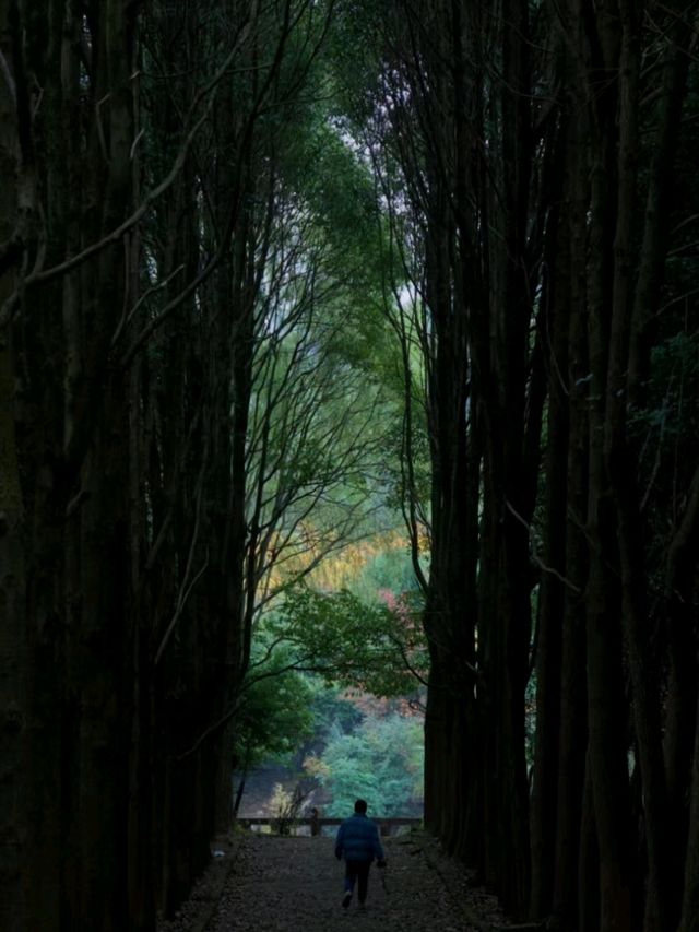 Longyi Botanical Garden