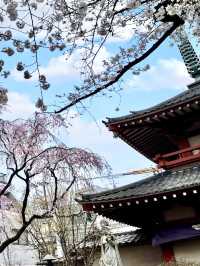 Spring Outing at Araiyakushi Baishouin – A Hidden Sakura Gem