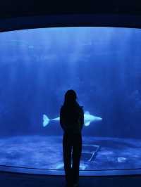신비스러운 물속 데이트코스..🐠🐟💕