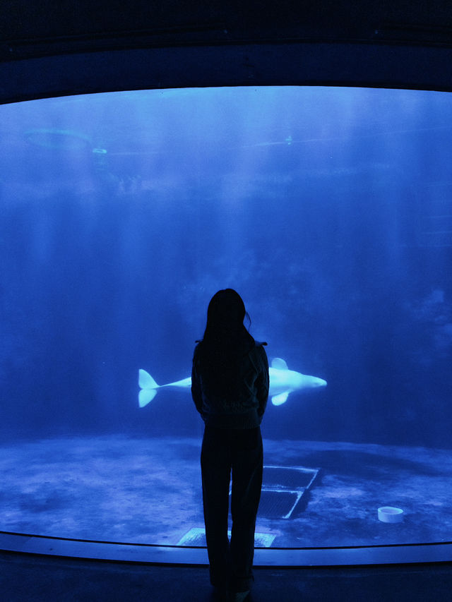 신비스러운 물속 데이트코스..🐠🐟💕