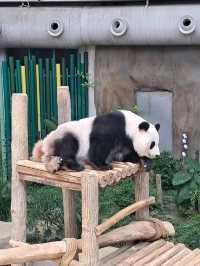 Roars, Paws & Jungle Laws – A Day at Zoo Negara