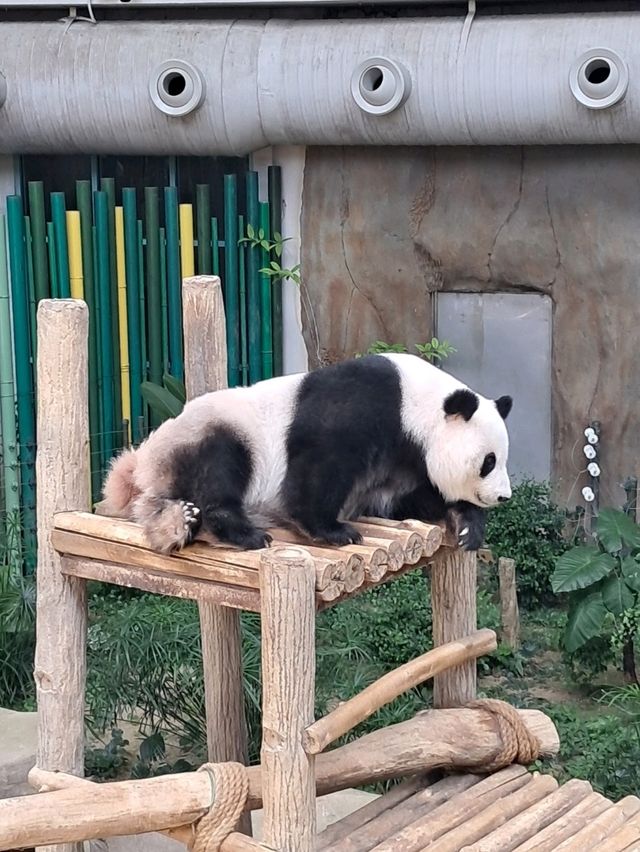 Roars, Paws & Jungle Laws – A Day at Zoo Negara