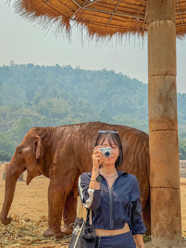🇹🇭태국 Elephant Nature Park(ENP)에 대해 알고 있나요?🇹🇭