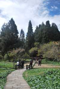 Peaceful Escapes in the Mountains of Alishan, Taiwan