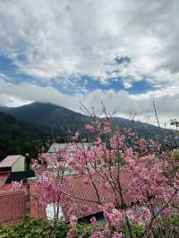 Alisan welcomed cherry blossom!
