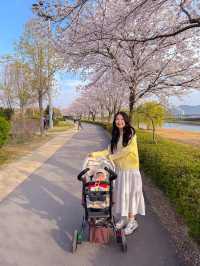 순천 벚꽃 명소🌸