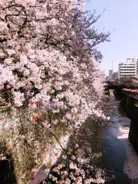 【目黒　桜舞い散る川辺を歩き郷さくら美術館でアートの桜三昧から代官山へ】