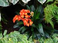 Spring in Bloom: Up Close at the Palm House, Belfast