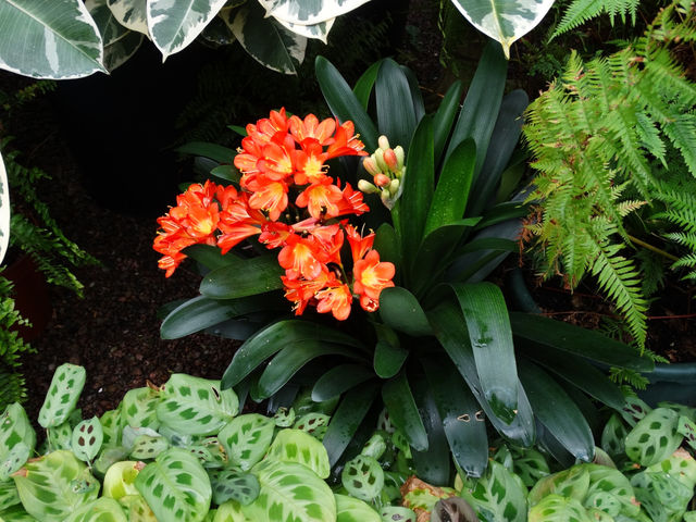 Spring in Bloom: Up Close at the Palm House, Belfast