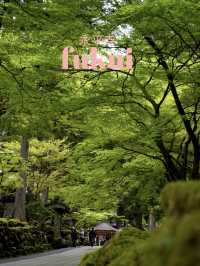 【福井×永平寺】空気が一変！深い緑に囲まれた参道