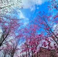 🌸** 隱藏在深山中的賞櫻秘境**🌸