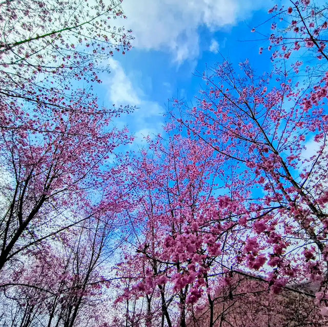 🌸** 隱藏在深山中的賞櫻秘境**🌸