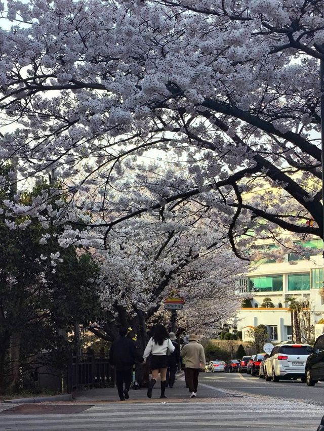 韓國 釜山 海雲台 迎月路賞櫻