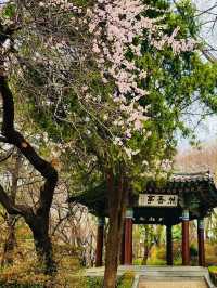 Unveiling the Pink Paradise: Jayu Park Awaits! 🌸➡️🌳🌸