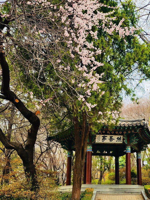 Unveiling the Pink Paradise: Jayu Park Awaits! 🌸➡️🌳🌸