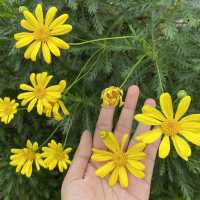 Lijiang: A City Full of Flowers