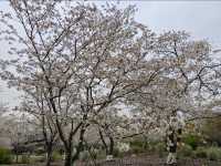 Cherry Blossoms at Shanghai Botanical Garden – A Tranquil Spring Retreat