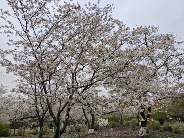 Cherry Blossoms at Shanghai Botanical Garden – A Tranquil Spring Retreat