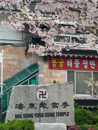 Unexpected Sakura Magic at Haedong Yonggungsa!