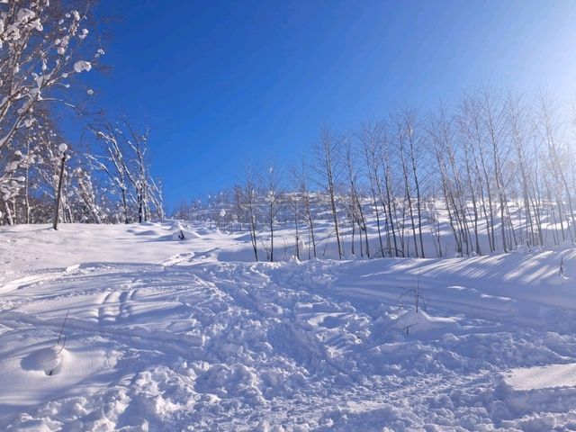 北海道旅遊🥳喜茂別路線雪場❄️自駕動力雪橇體驗分享😍欣賞羊蹄山沿途雪景🗻